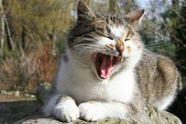 Nam bệnh nhân Canada tử vong do mèo cắn