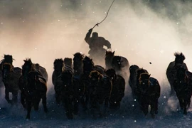 Loạt ảnh đẹp tuyệt đoạt giải thưởng National Geographic 2016