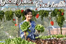 Cựu Thủ tướng Thái Lan Yingluck tươi tắn ở nông trang