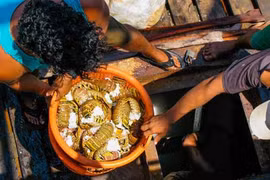 Gian nan công việc lặn bắt tôm hùm ở Nicaragua