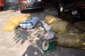 Bắt hơn nửa tấn thịt bẩn trên đường vào Hà Nội tiêu thụ