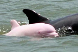 Cận cảnh cá heo hồng quý hiếm tái xuất sau 8 năm