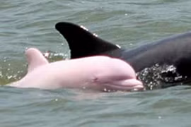 Cận cảnh cá heo hồng quý hiếm tái xuất sau 8 năm