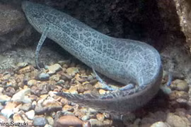 Loài cá kỳ lạ ngủ nhiều năm không cần ăn uống