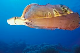 Rùng mình những sự thật đáng sợ của thế giới tự nhiên