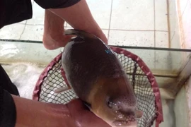 Mục sở thị cá tiến vua quý hiếm 10 triệu/kg ở Hà Nội