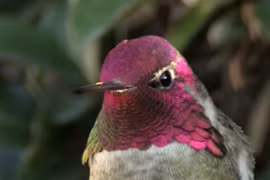 Kinh ngạc bộ lông của chim ruồi biết đổi màu