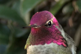 Kinh ngạc bộ lông của chim ruồi biết đổi màu