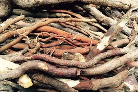 Loại sâm "độc" trăm nghìn/kg ăn vào nhớ vợ quay quắt