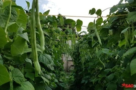 Khu vườn toàn rau quả Việt hiếm có của cô gái 9X tại CH Séc