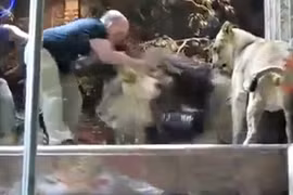 Sư tử cái ngăn sư tử đực tấn công người chăm sóc