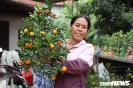 Nông dân Hưng Yên vui vẻ vì quất được mùa, được giá