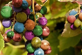 Chiêm ngưỡng 8 giống nho kỳ quái nhất thế giới