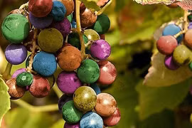 Chiêm ngưỡng 8 giống nho kỳ quái nhất thế giới