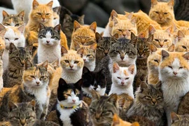 Những hòn đảo kỳ quái nhất ở đất nước Nhật Bản