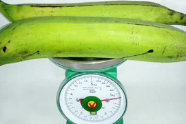 Chuối khổng lồ hơn nửa cân/quả gây sốc ở Trà Vinh