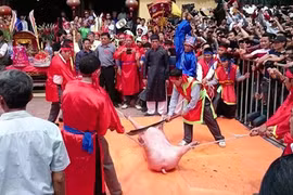 Vì sao lễ hội chém lợn vẫn diễn ra bất chấp dư luận?