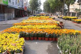 Làng hoa các địa phương đang hối hả vào vụ Tết