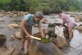 “Thung lũng tiên” và món ăn trường thọ giữa rừng Phú Thọ