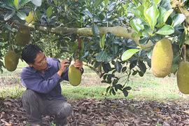 Mít rớt giá thảm vì tin đồn chích thuốc