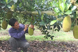 Mít rớt giá thảm vì tin đồn chích thuốc