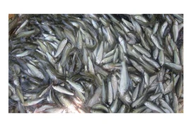 Soi đặc sản miền Tây giá chát hơn thịt bò