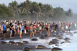 Kinh ngạc cảnh rùa biển leo bờ đẻ trứng ồ ạt 