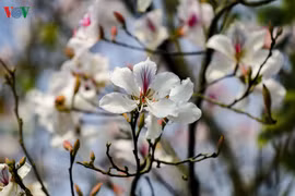 Ảnh: Hoa ban nở trắng núi rừng Điện Biên