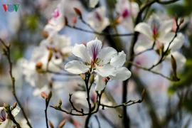 Ảnh: Hoa ban nở trắng núi rừng Điện Biên