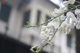 Sắc trắng hoa sưa đẹp dịu dàng góc phố Hà Nội