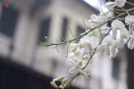 Sắc trắng hoa sưa đẹp dịu dàng góc phố Hà Nội