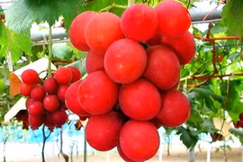 Bí mật ít biết của chùm nho đắt nhất thế giới