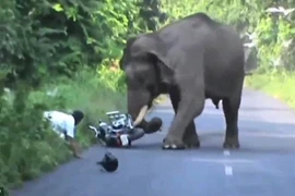 Hoảng hồn voi đuổi người, nghịch mũ bảo hiểm