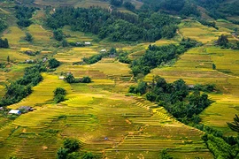 Ngắm cung đường Sa Pa - Y Tý đẹp rực rỡ mùa lúa chín