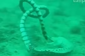 Kinh hãi lươn điện dùng đòn hiểm đánh rắn biển tê liệt