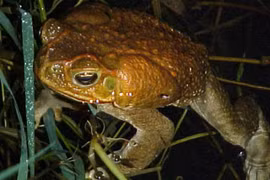 Cận cảnh loài cóc khổng lồ khiến chính phủ Australia đau đầu