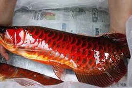 Đại gia dốc tiền săn cá huyết rồng bí ẩn