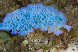 Những loài sên biển đẹp hút hồn nhất Trái đất