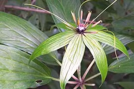 Tung tiền săn lùng cây thất diệp nhất chi hoa độc lạ