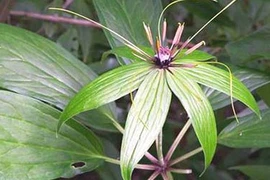 Tung tiền săn lùng cây thất diệp nhất chi hoa độc lạ