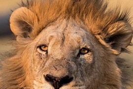 Tận mắt uy nghi của sư tử ngay khi vừa tỉnh giấc