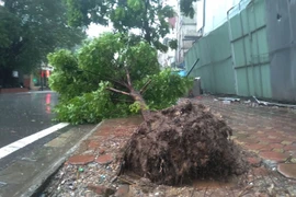 Hàng loạt cây xanh trên phố Hà Nội bật gốc sau bão số 3