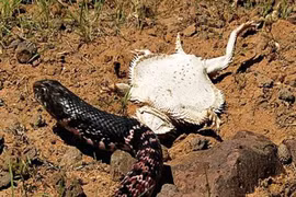 Clip: Thằn lằn quỷ gai dùng tuyệt chiêu khiến rắn độc hết muốn ăn