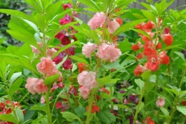 5 loại cây trồng trong nhà giúp thu hút quý nhân, thúc đẩy tài lộc