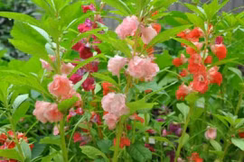 5 loại cây trồng trong nhà giúp thu hút quý nhân, thúc đẩy tài lộc