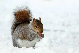 Loài động vật có vú Bắc cực thay đổi hành vi do Trái đất nóng lên