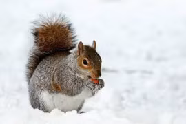 Loài động vật có vú Bắc cực thay đổi hành vi do Trái đất nóng lên