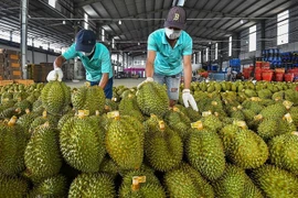 Xuất khẩu sầu riêng vượt nửa tỷ USD trong 5 tháng