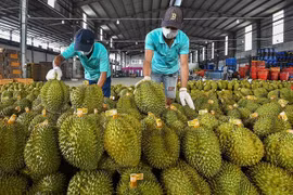 Xuất khẩu sầu riêng vượt nửa tỷ USD trong 5 tháng