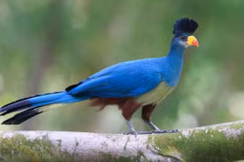 Chiêm ngưỡng loài chim chỉ có ở châu Phi 